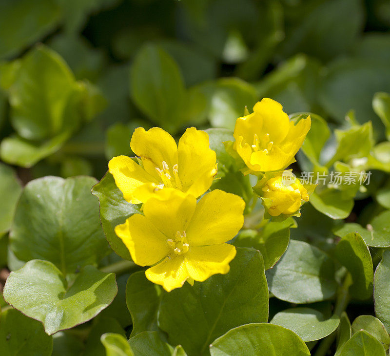 Moneywort, creepjenny (Lysimachia nummularia)